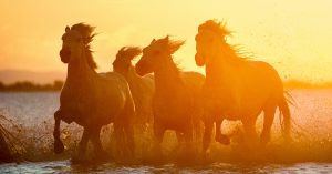 4 Horses Activities Calendar
